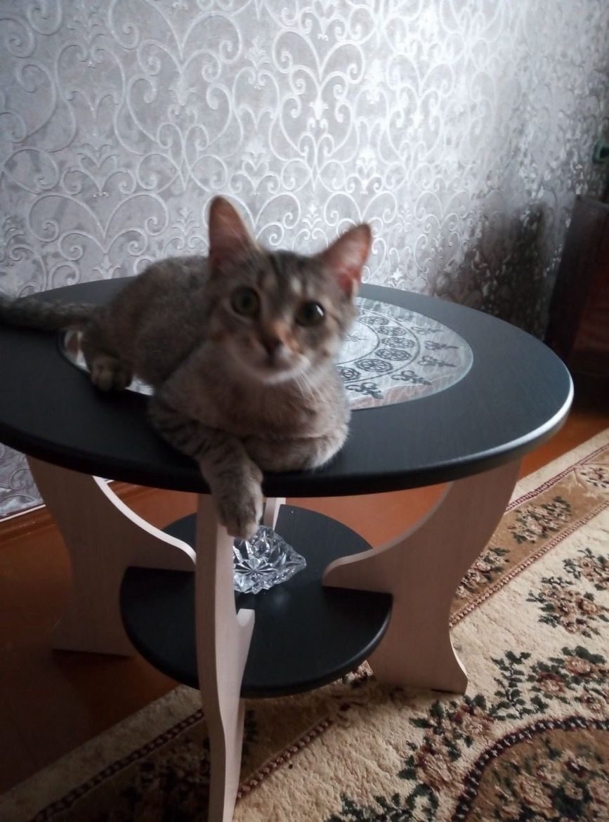 Найдена кошка в Тамбове — фото объявления