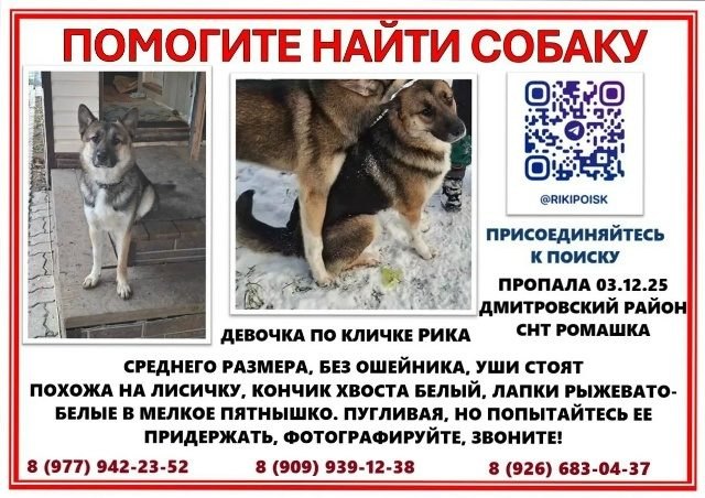 Найдена собака в Химках — фото объявления