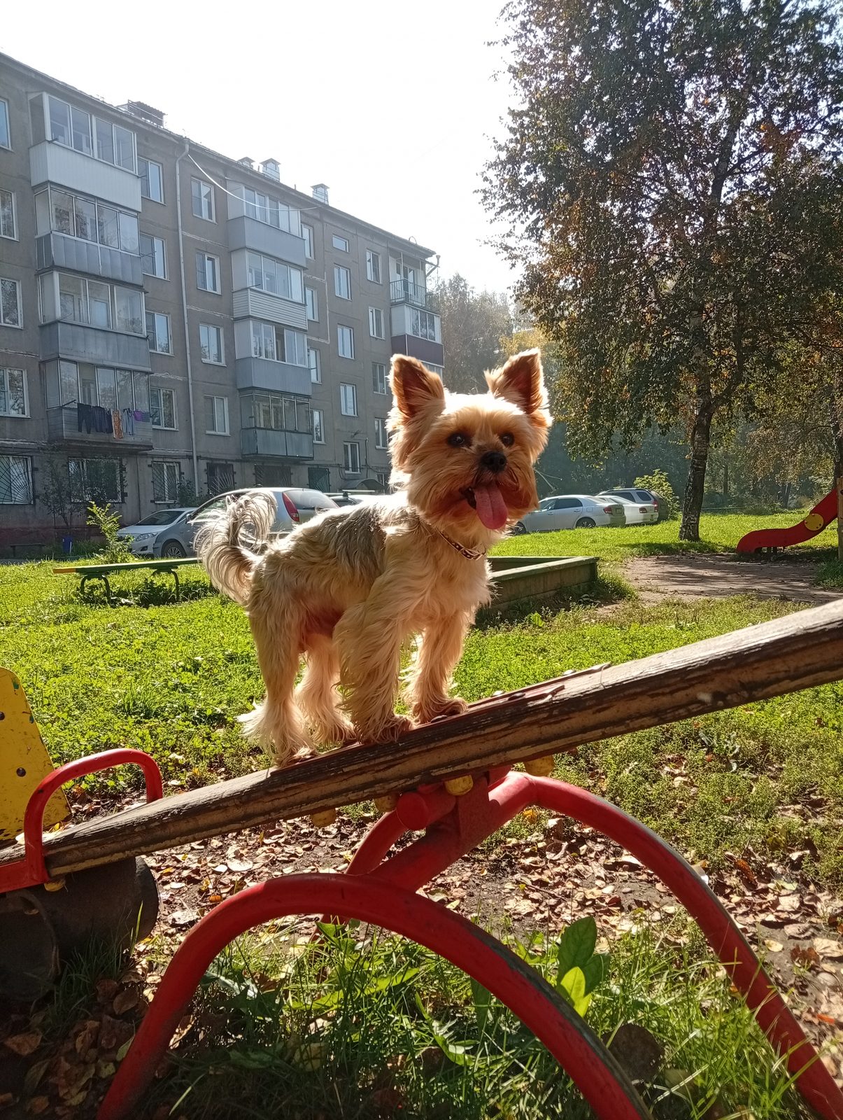 Пропала собака в Новокузнецке — (Помогите, пожалуйста)