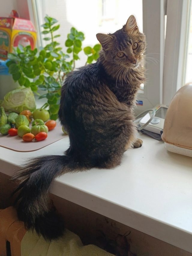 Найдена кошка в Ржеве — фото объявления