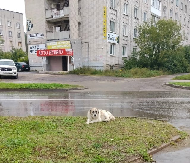 Найдена собака в Дзержинске — фото объявления