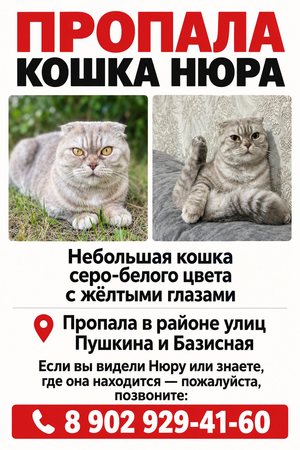 Пропала кошка в Канске — фото объявления