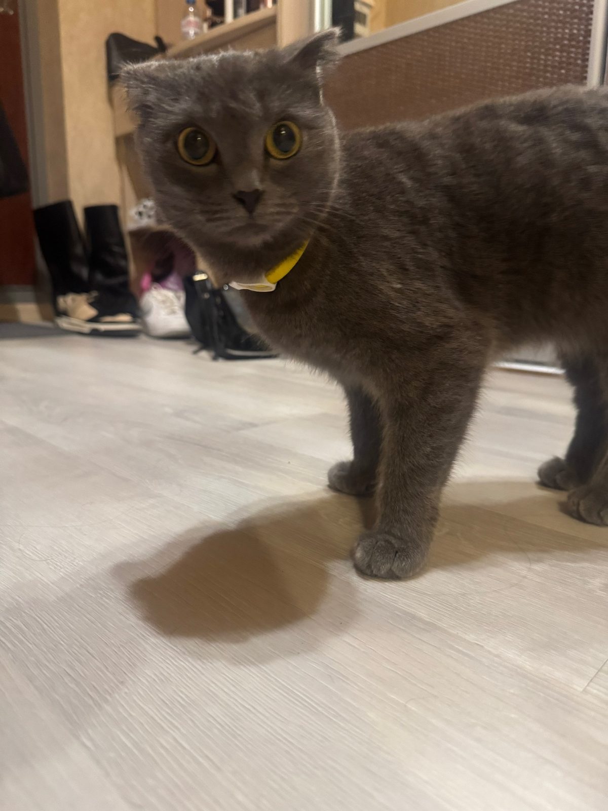 Найдена кошка в Новосибирске — !!!!НАЙДЕНА КОШКА!!!!