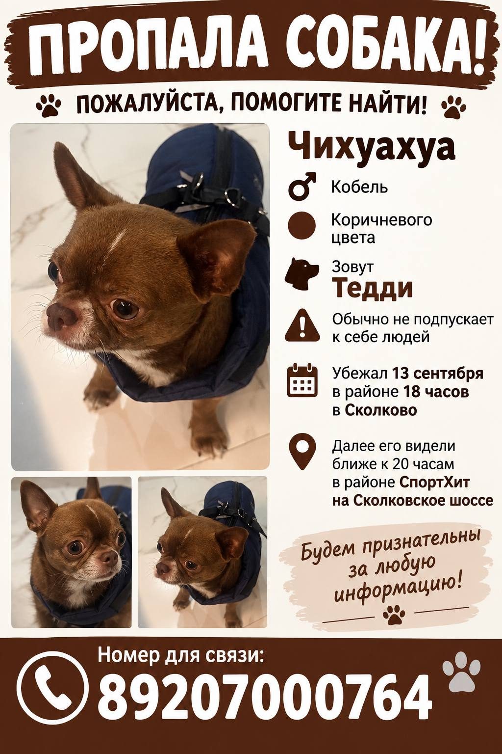 Пропала собака в Москве — фото объявления