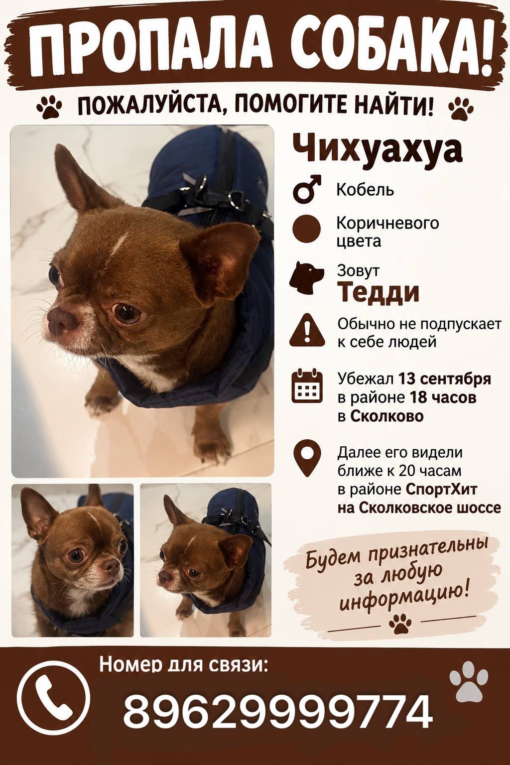 Пропала собака в Москве — фото объявления
