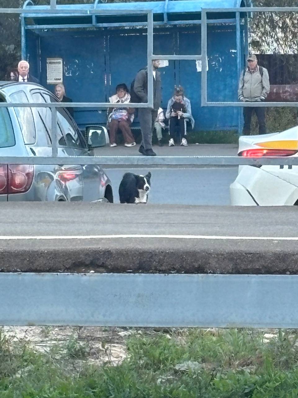 Найдена собака в Серпухове — фото объявления