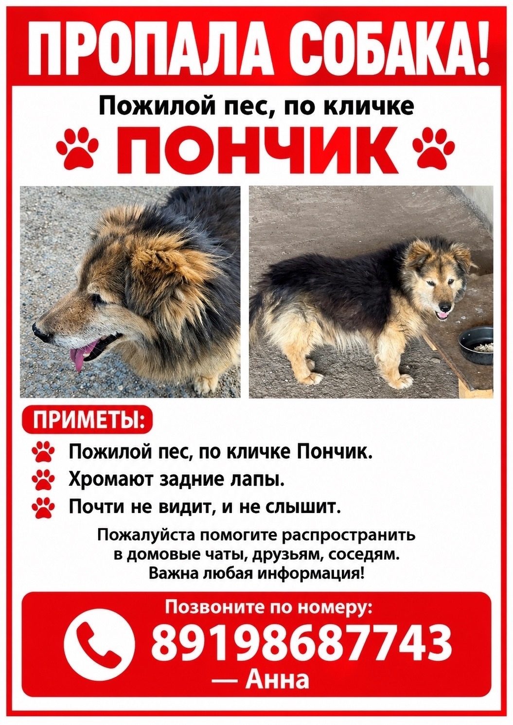 Объявление о питомце в Оренбурге — фото объявления