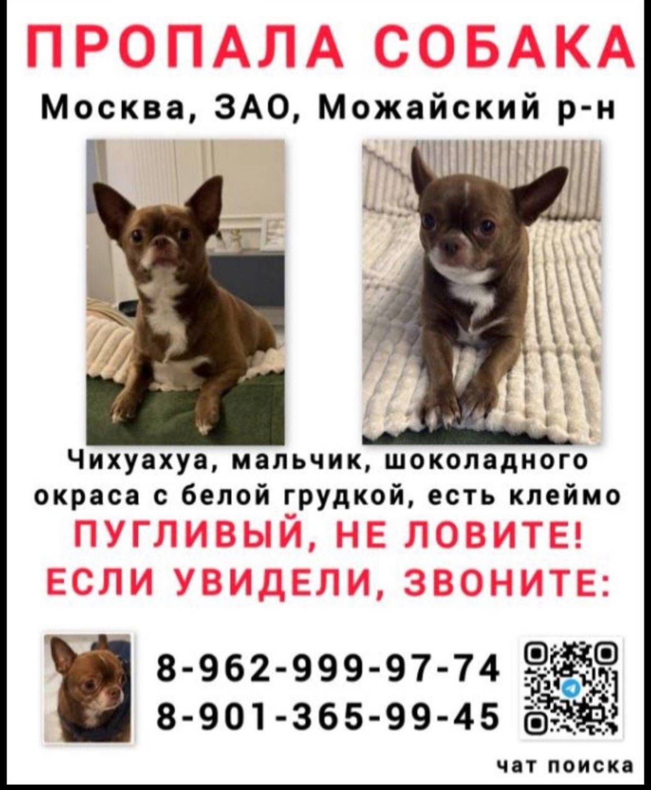 Пропала собака в Москве — фото объявления