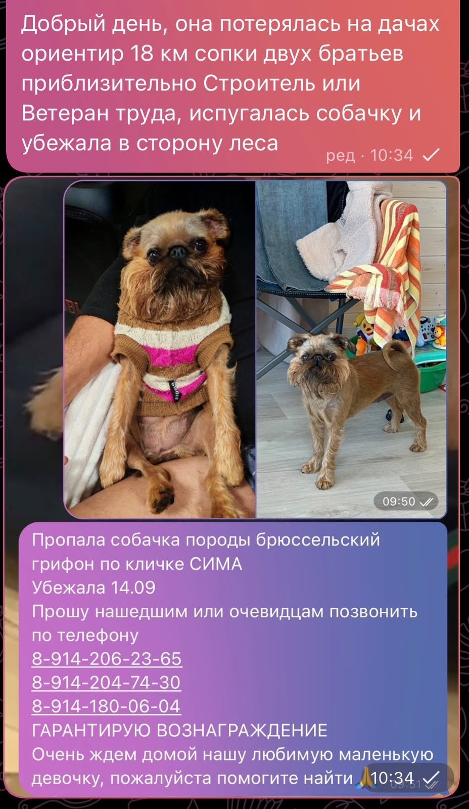 Пропала собака в Хабаровске — фото объявления