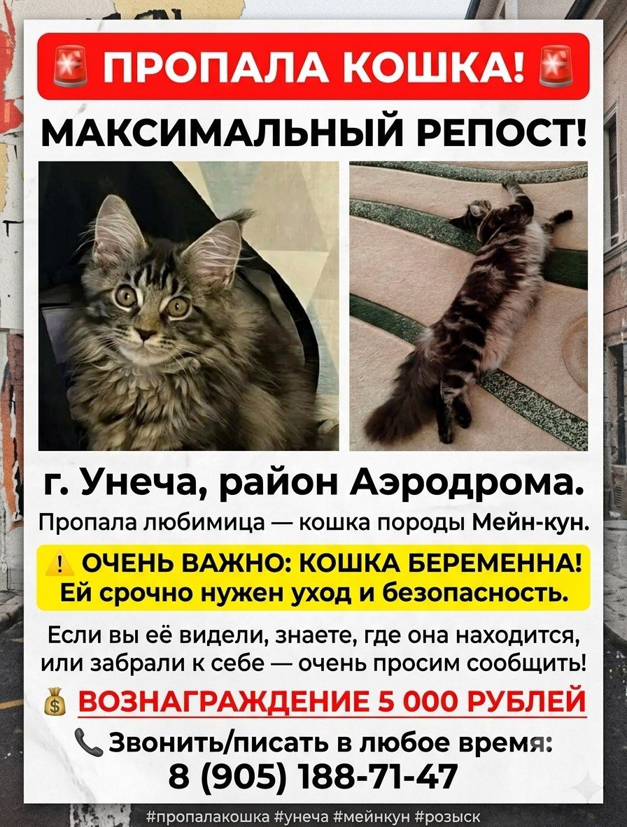 Пропала кошка в Унече — фото объявления