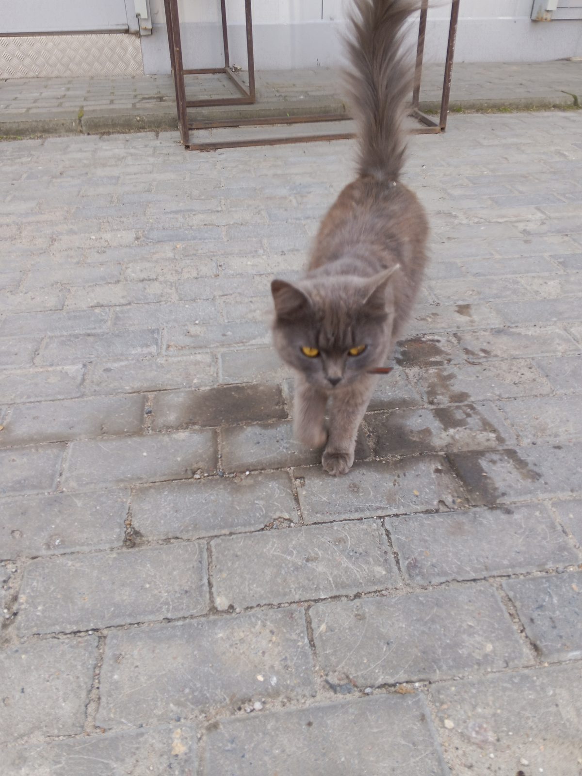 Найдена кошка в Лосино-Петровском — Кот/кошка серо шоколадного цвета с ошейником