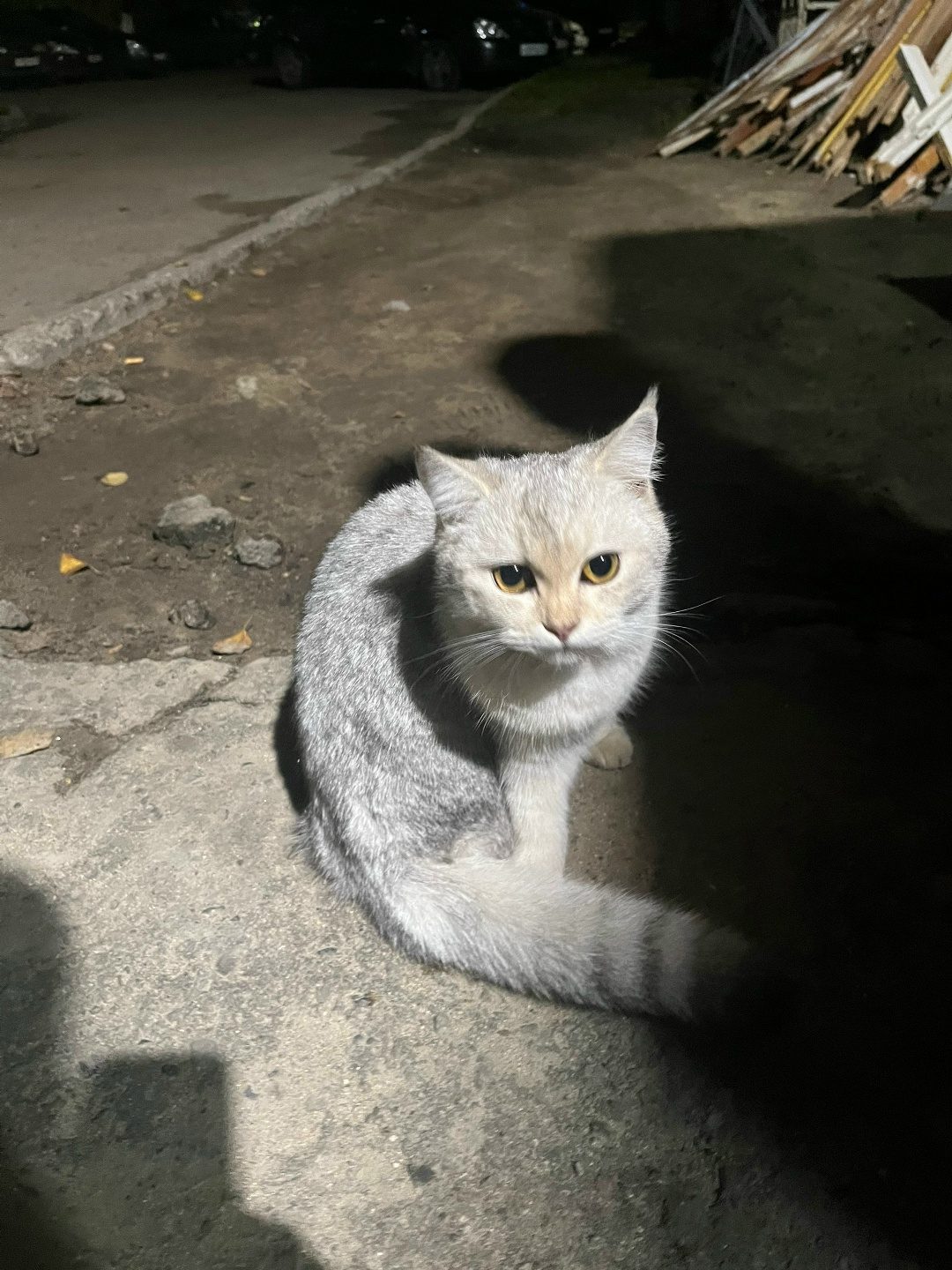 Найдена кошка в Череповце — фото объявления