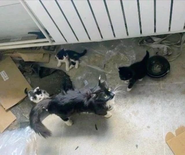 Найдена кошка в Чите — фото объявления