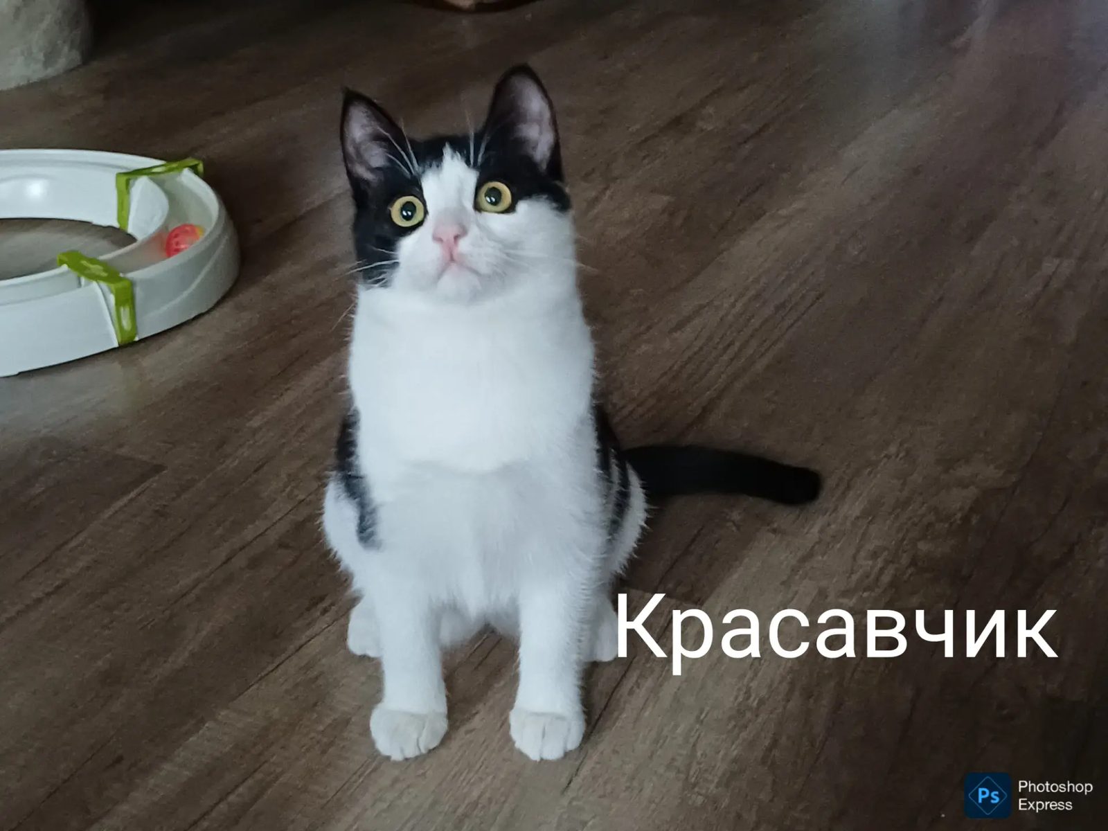 Пропала кошка в Москве — фото объявления