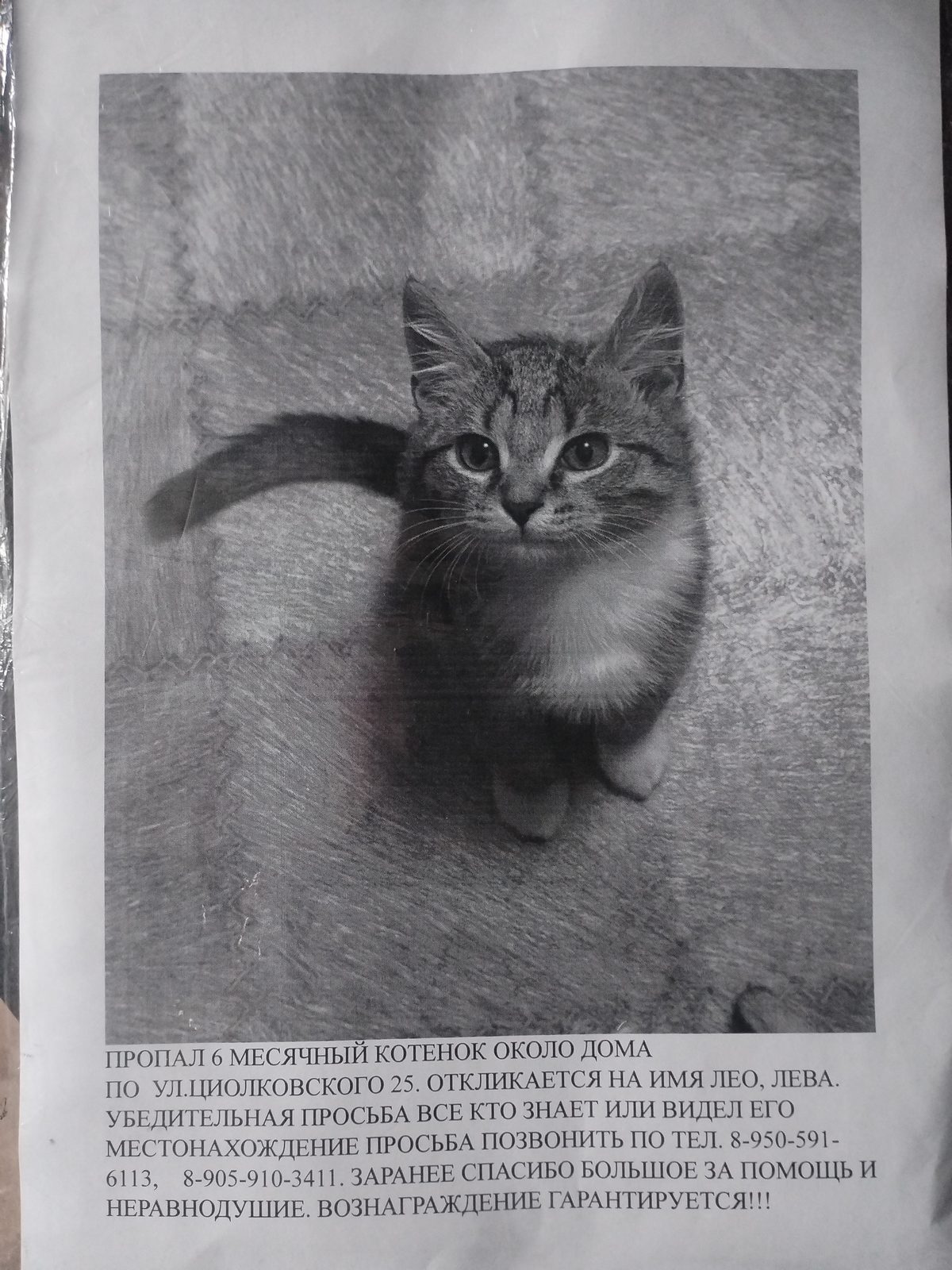 Пропала кошка в Новокузнецке — Прошу помочь найти котенка