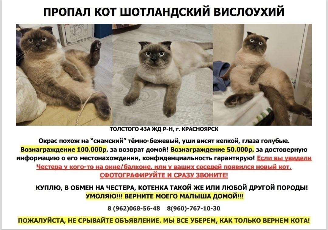 Найдена собака в Красноярске — фото объявления