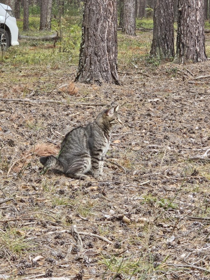 Пропала кошка в Богдановиче — фото объявления