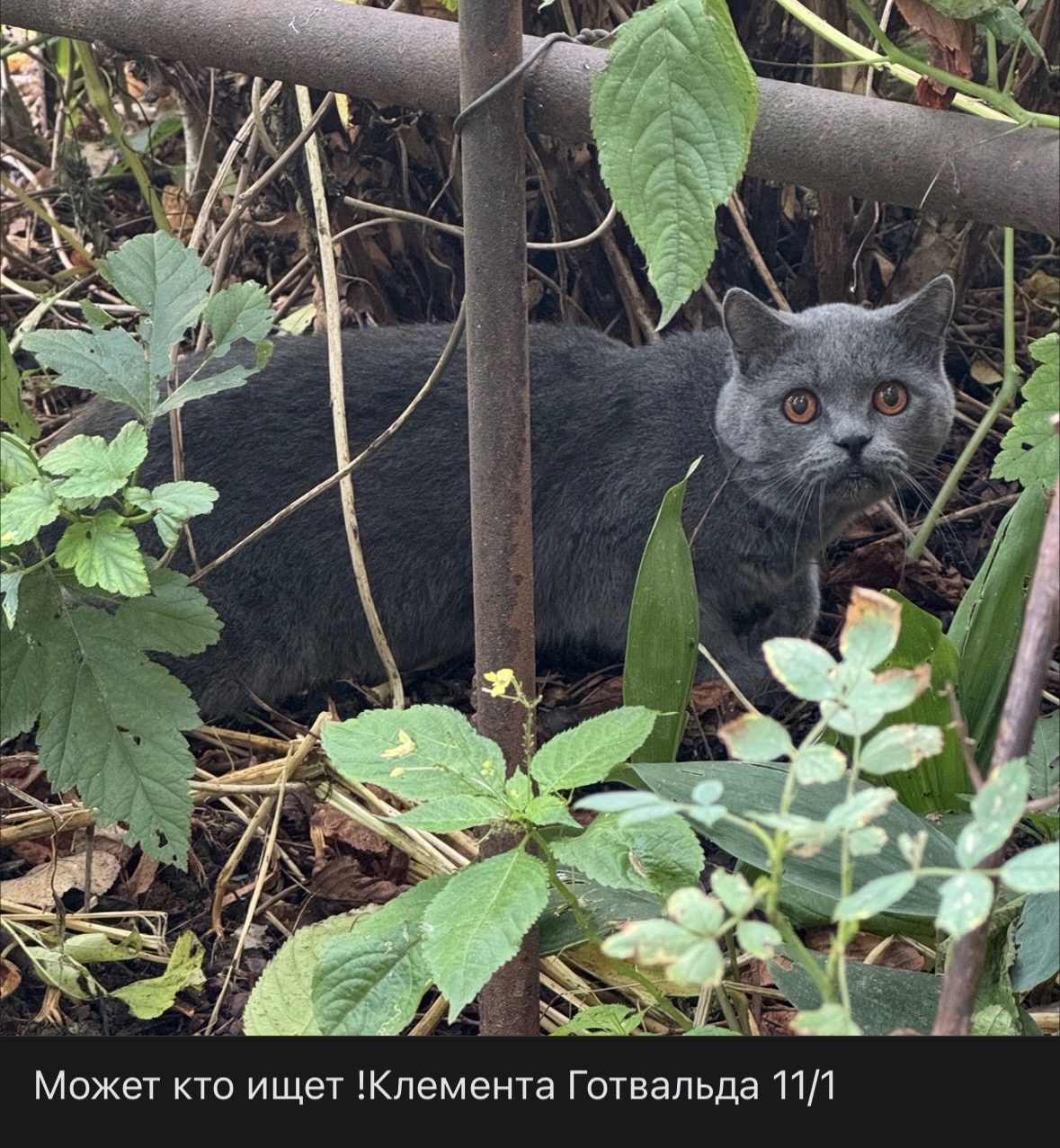 Найдена кошка в Подольске — Помогите