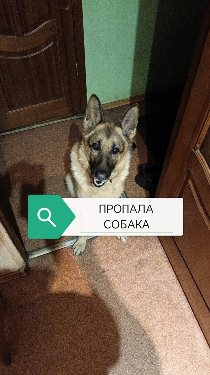 Пропала собака в Ярославле — фото объявления