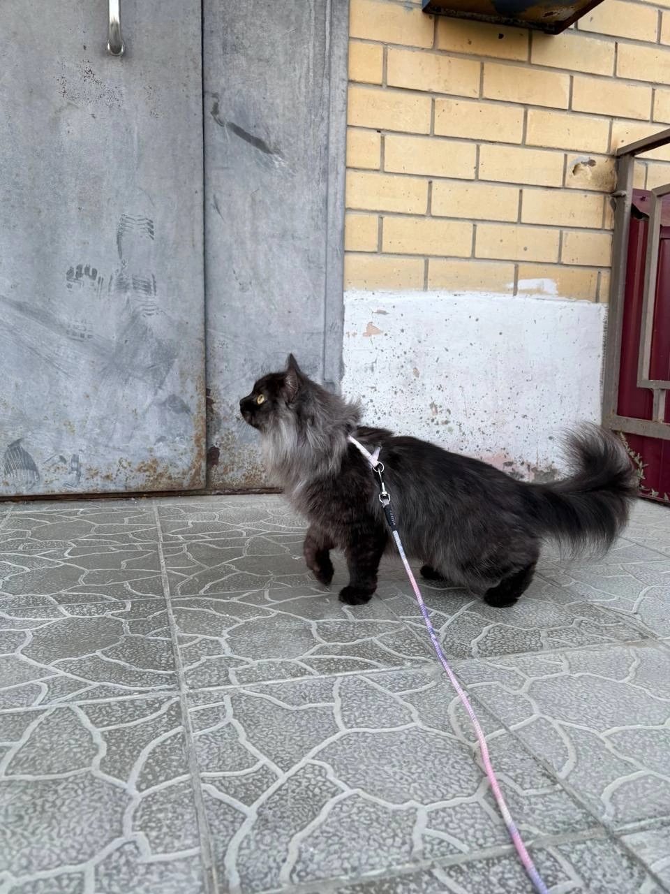 Пропала кошка в Урае — фото объявления