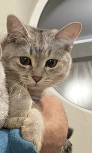 Пропала кошка в Балакове — фото объявления