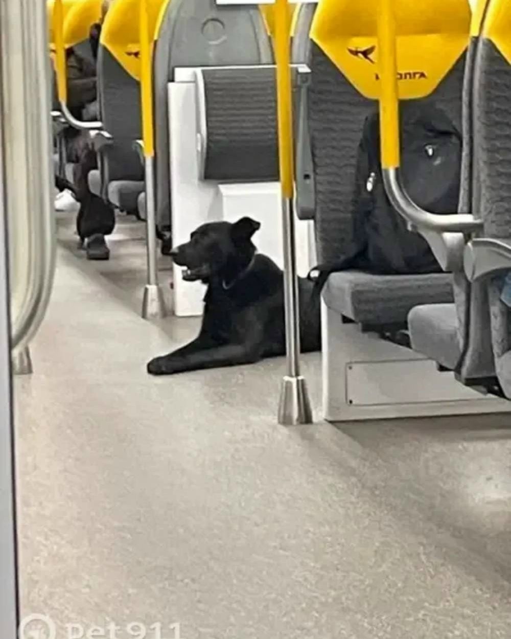 Найдена собака в Раменском — фото объявления