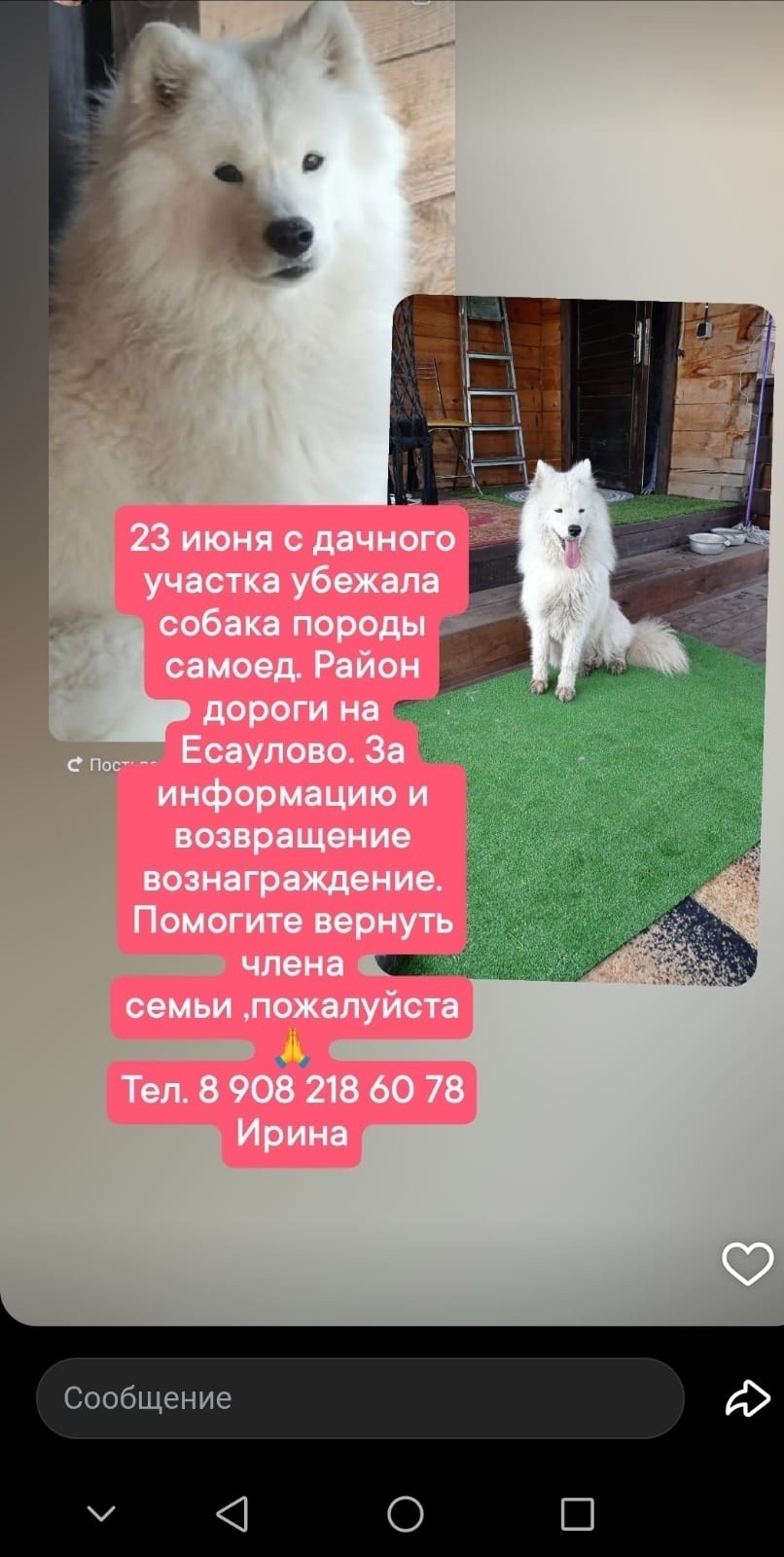 Найдена собака в Красноярске — фото объявления