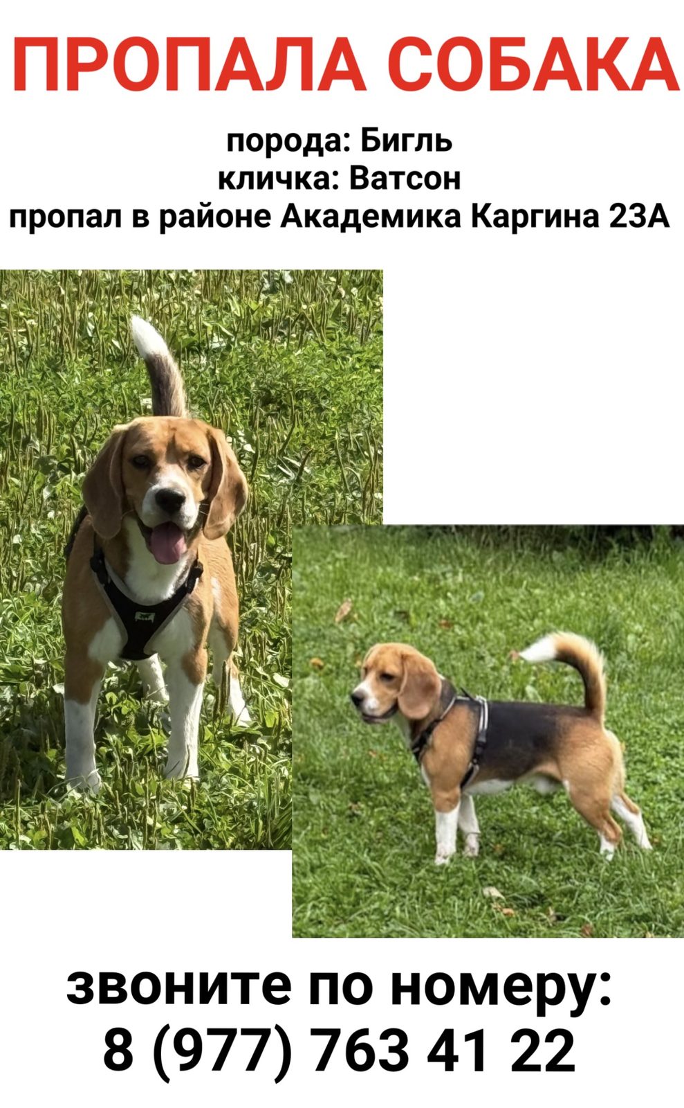 Пропала собака в Мытищах — фото объявления