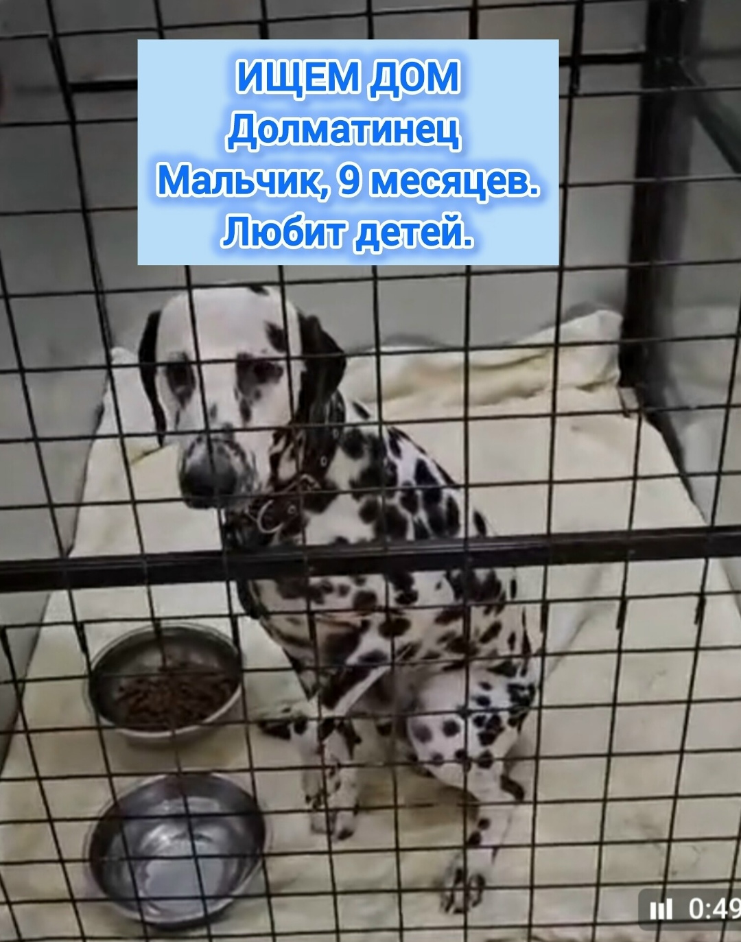 Найдена собака в Красноярске — фото объявления
