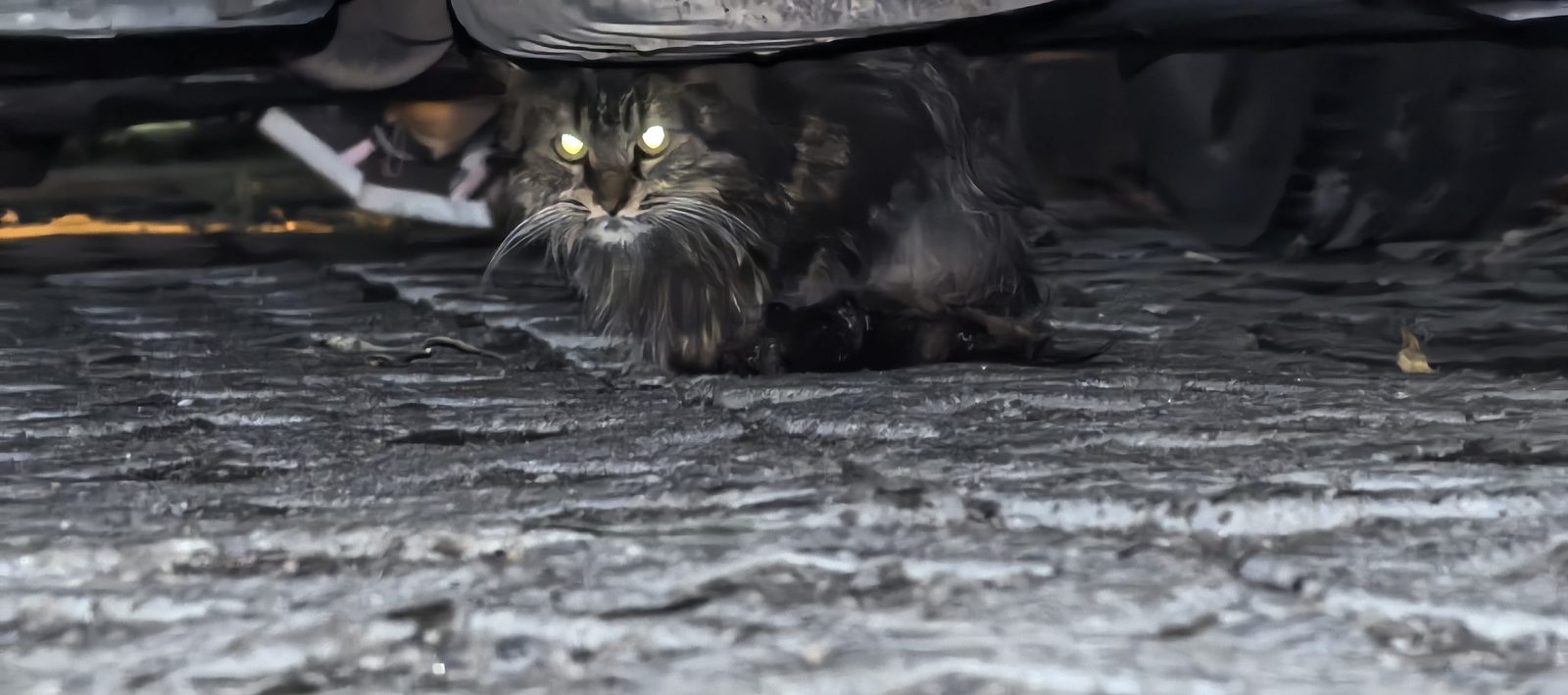 Найдена кошка в Санкт-Петербурге — Молодая кошка (или кот)