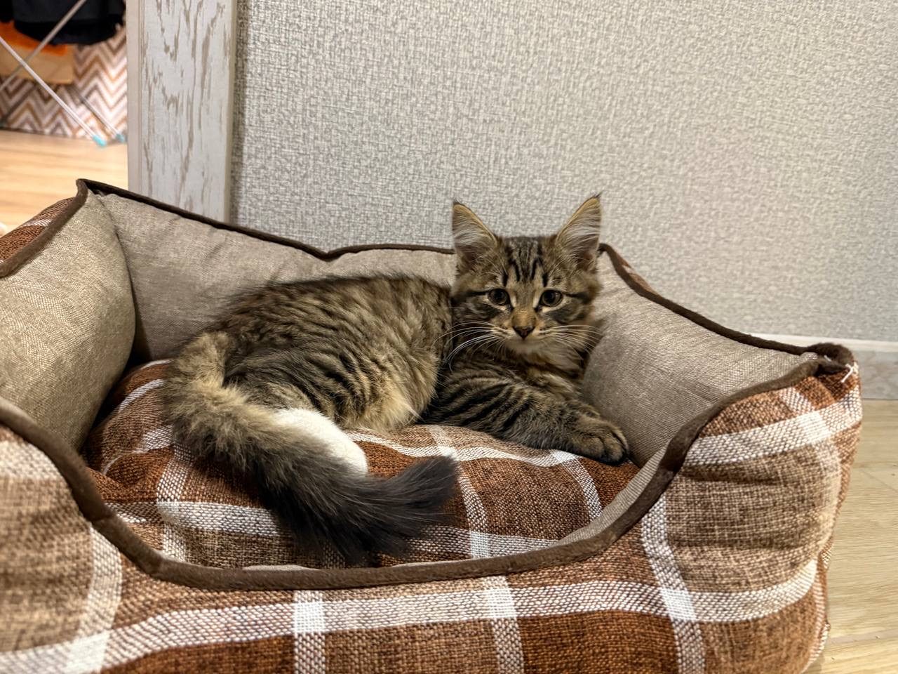 Найдена кошка в Одинцове — фото объявления