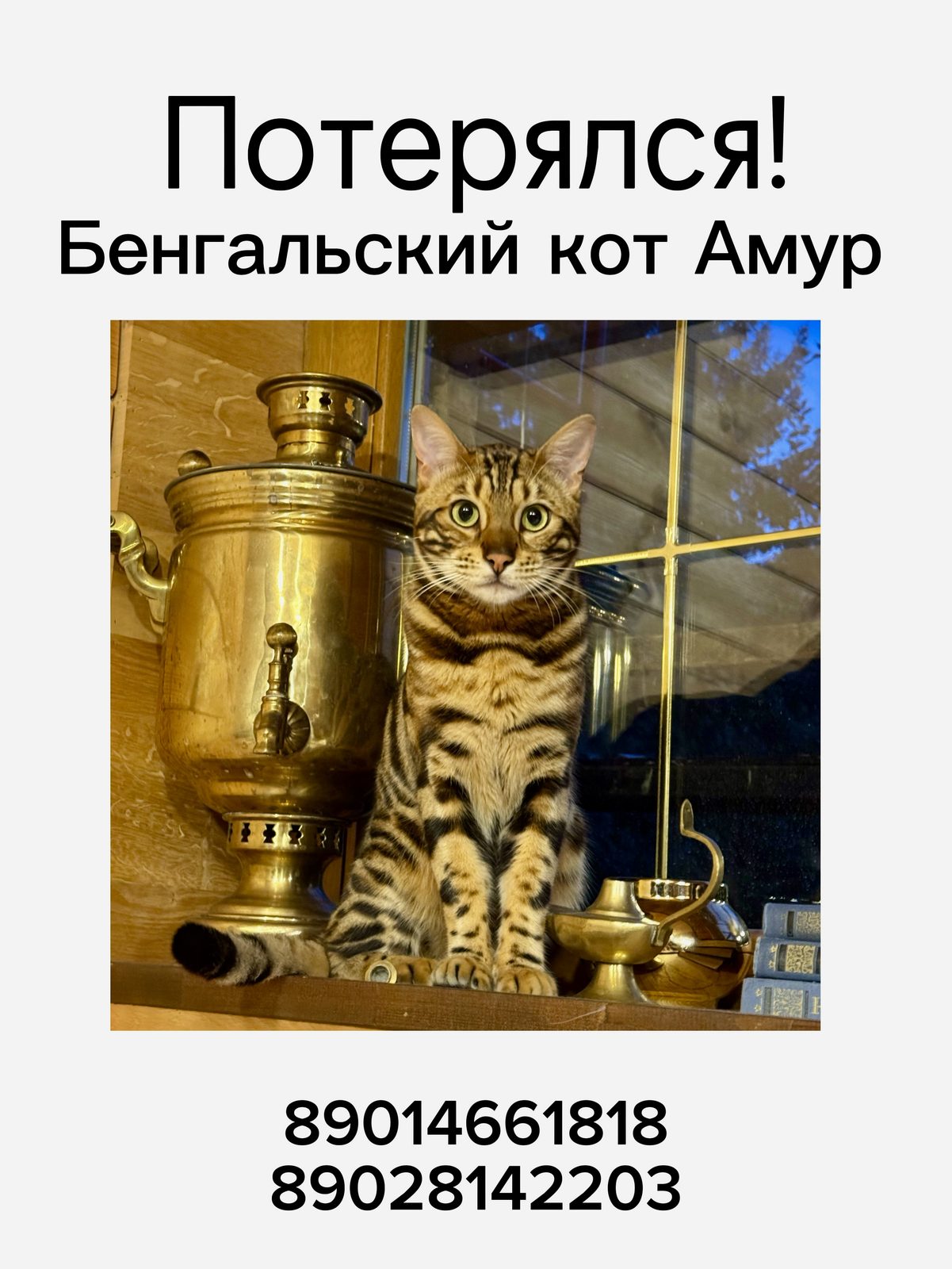 Пропала кошка в Коломне — Бенгальский кот