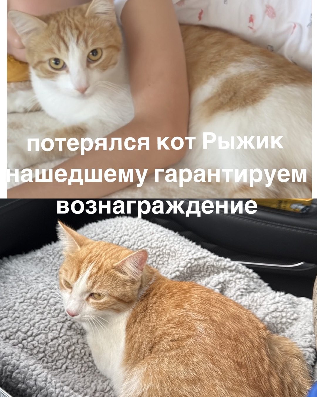 Пропала кошка в Майкопе — фото объявления