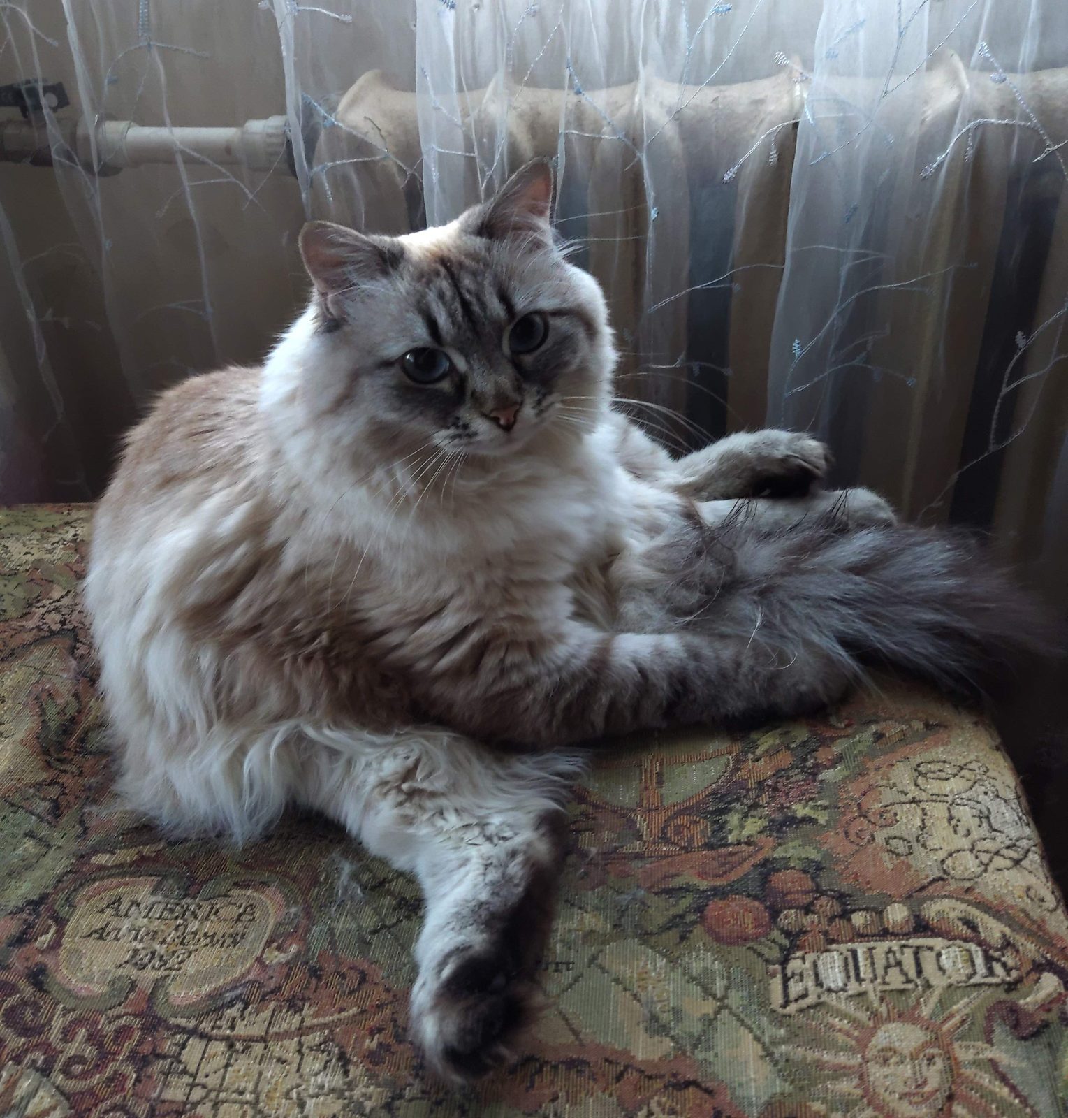 Пропала кошка в Калуге — Прошу помощи в поиске кошечки!