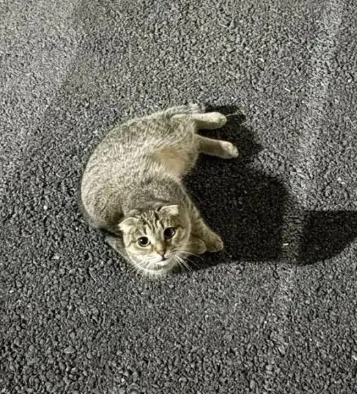 Найдена кошка в Уфе — 🐱 СРОЧНО! Найдена кошка — ищет дом и любящих хозяев! 🐱