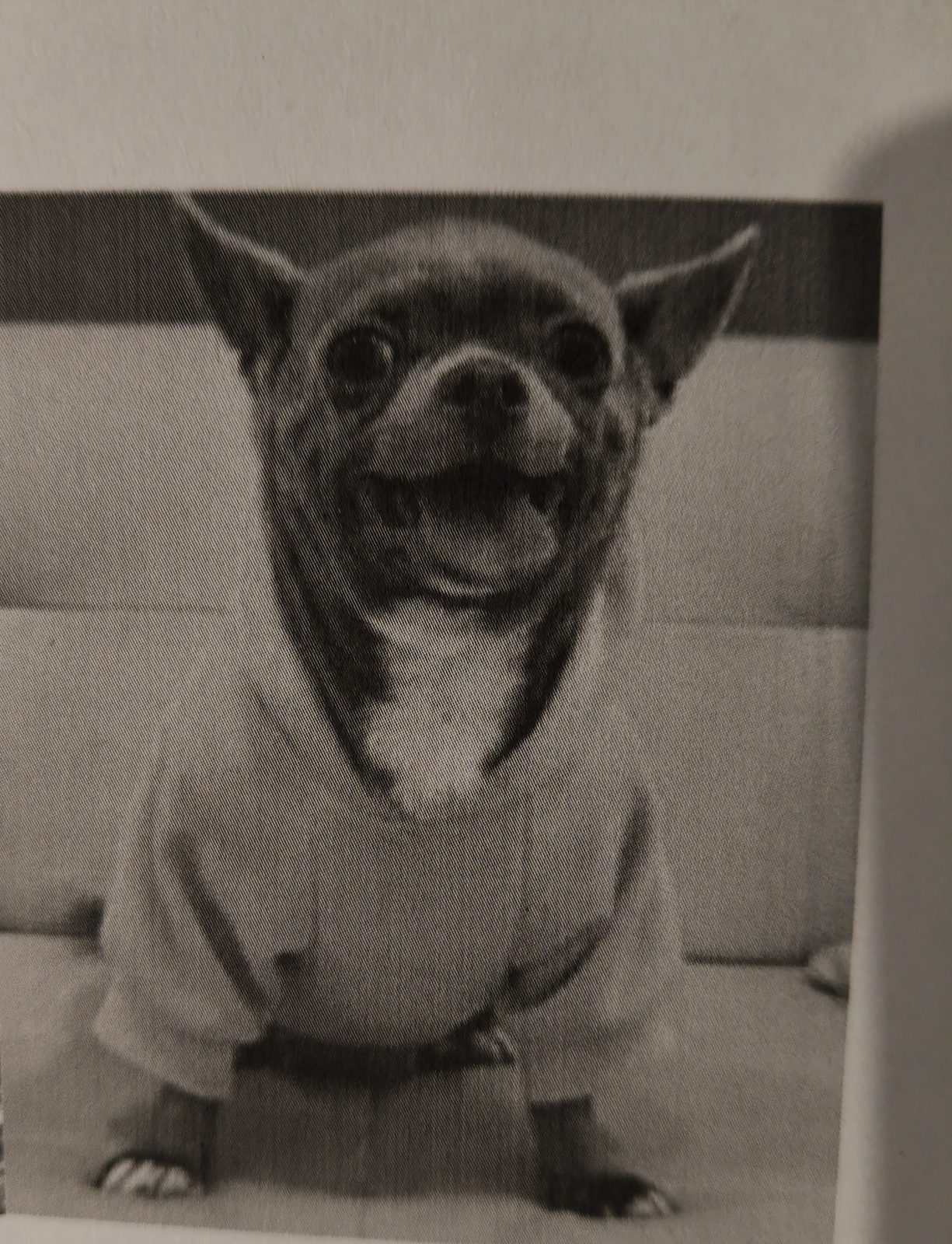 Пропала собака в Пензе — фото объявления
