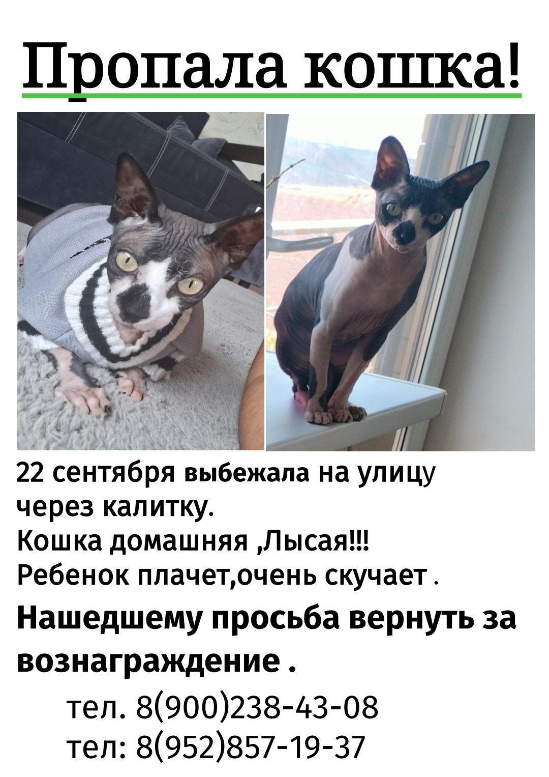 Пропала кошка в Новороссийске — фото объявления