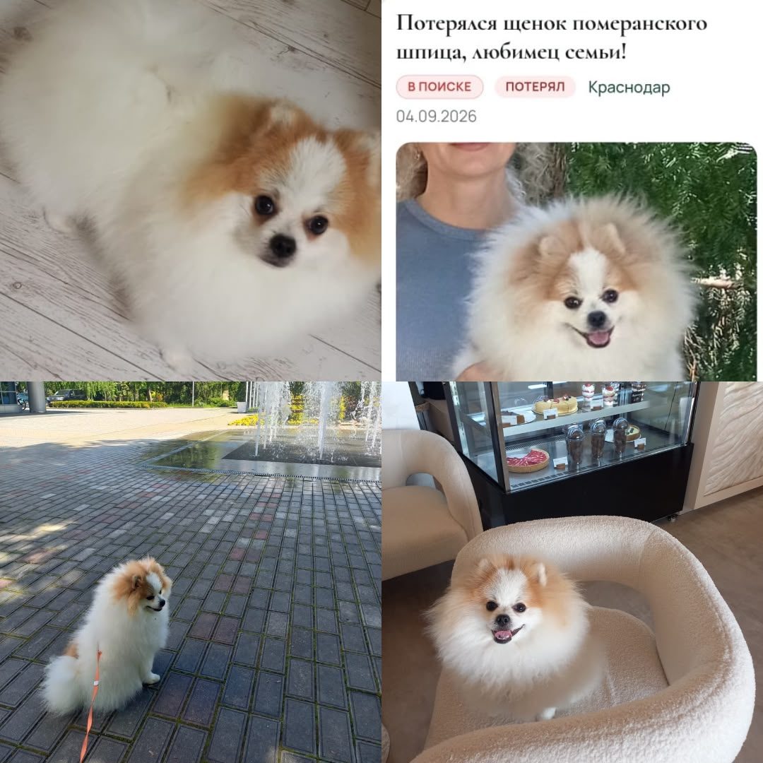 Пропала собака в Краснодаре — Внимание! Пропала собака породы Померанский шпиц