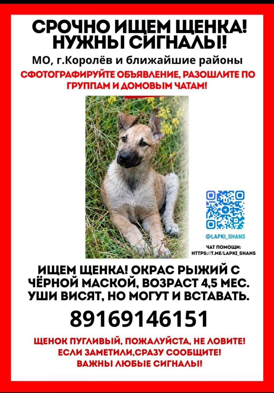 Найдена собака в Королёве — фото объявления