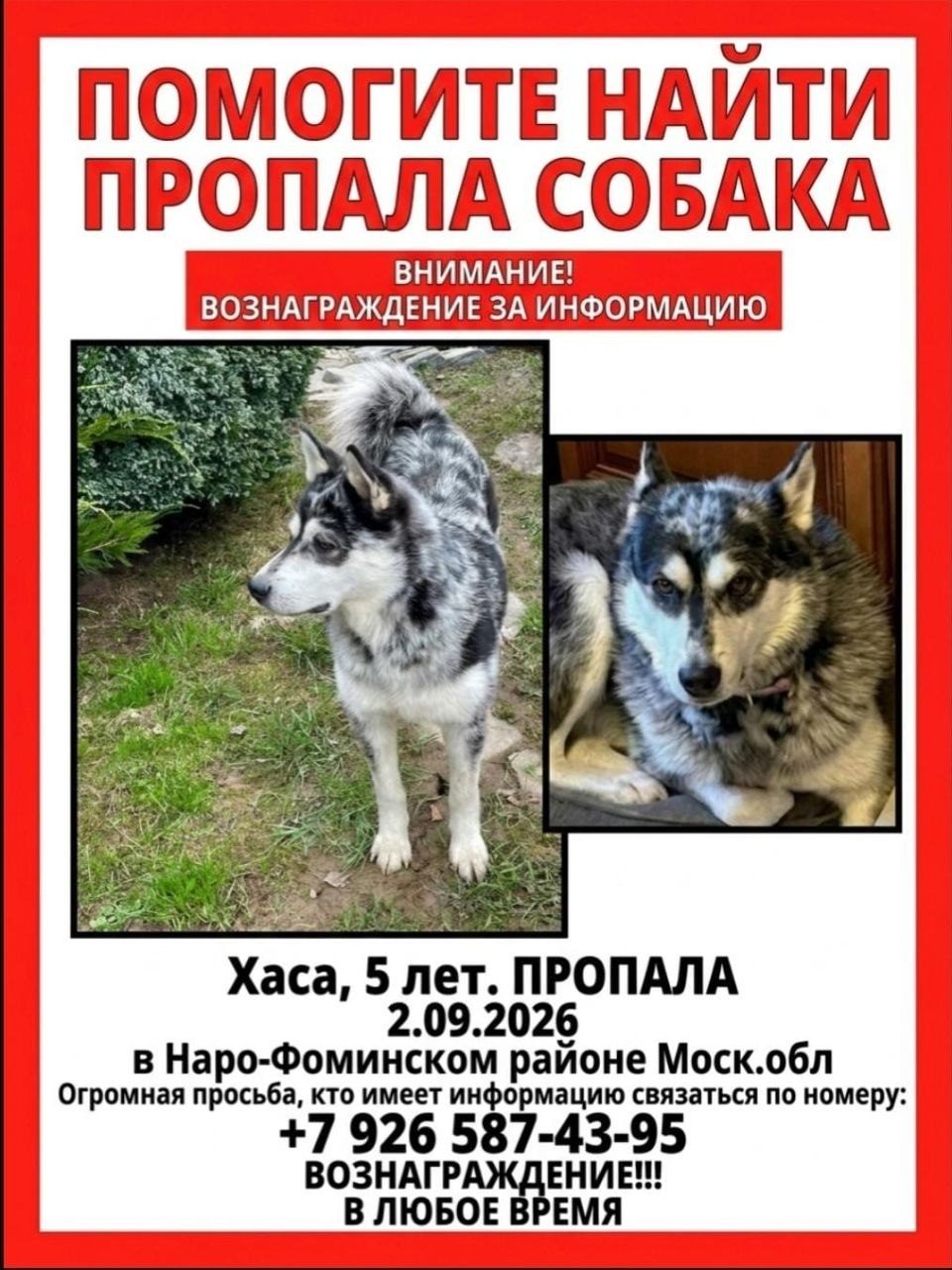 Найдена собака в Наро-Фоминске — фото объявления