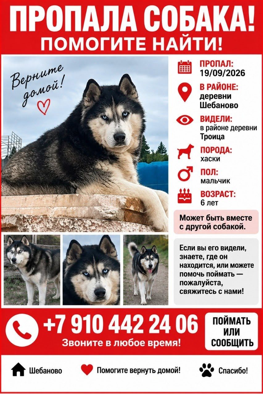 Найдена собака в Красногорске — фото объявления