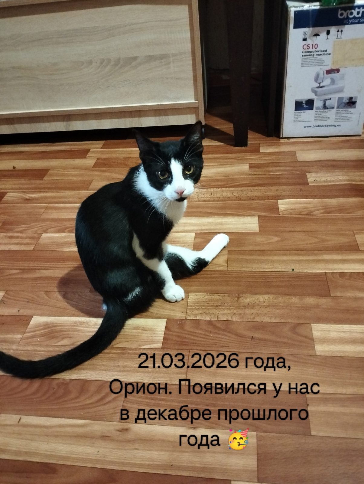 Объявление о питомце в Сочи — фото объявления