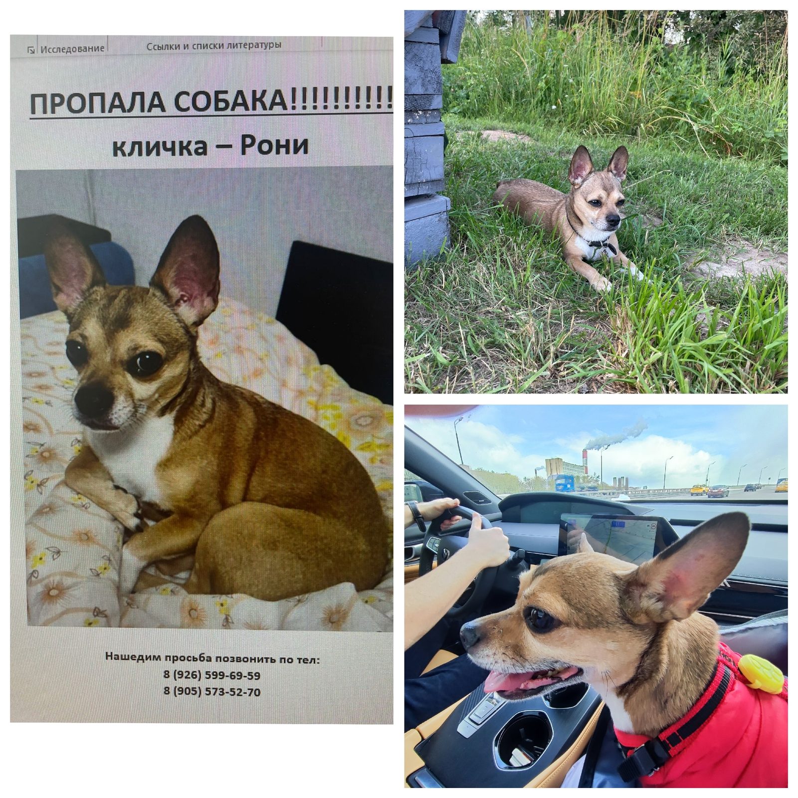 Найдена собака в Калуге — фото объявления