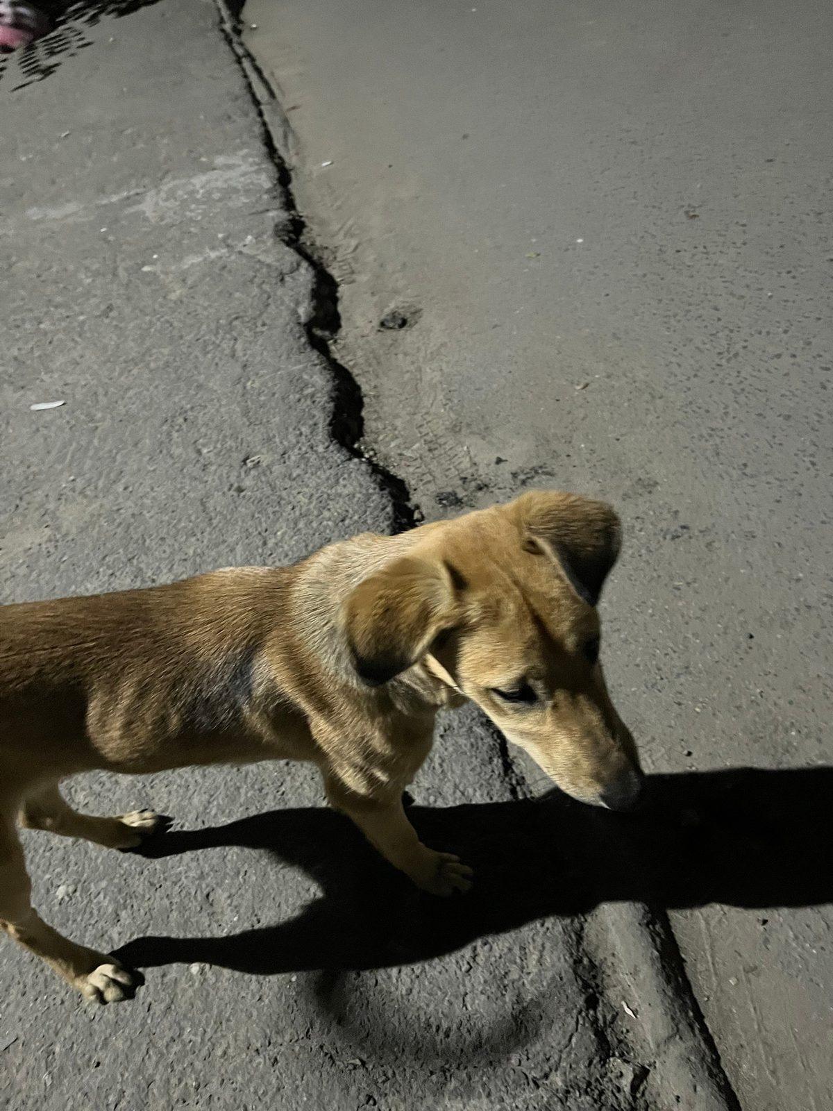 Объявление о питомце в Энгельсе — фото объявления