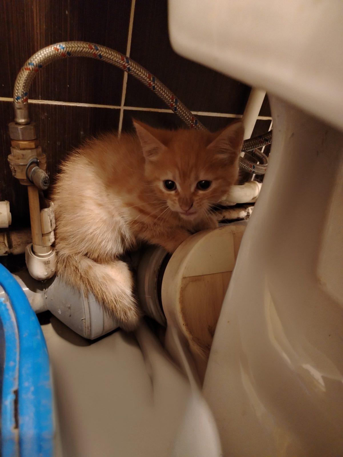 Найдена кошка в Твери — Котенок 2 мес. Котик рыжий