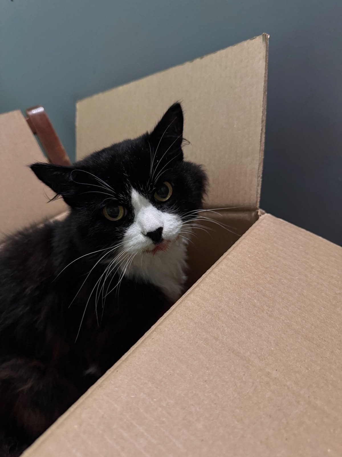 Найдена кошка в Каменске-Уральском — фото объявления