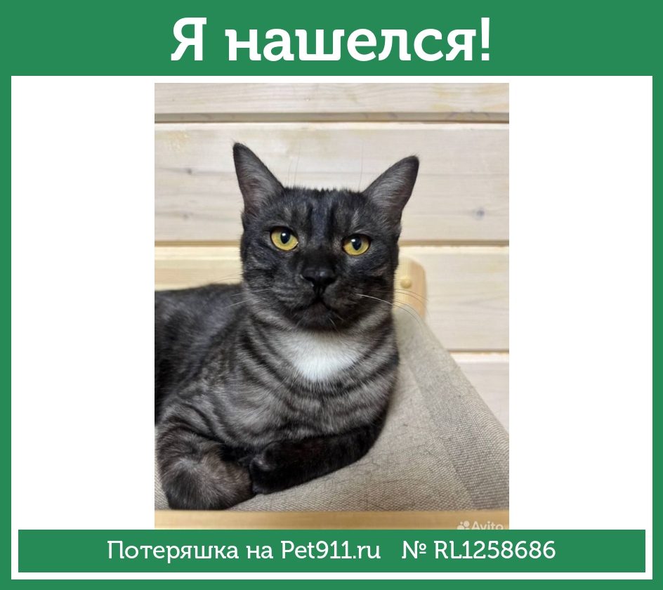 Найдена кошка в Майкопе — фото объявления