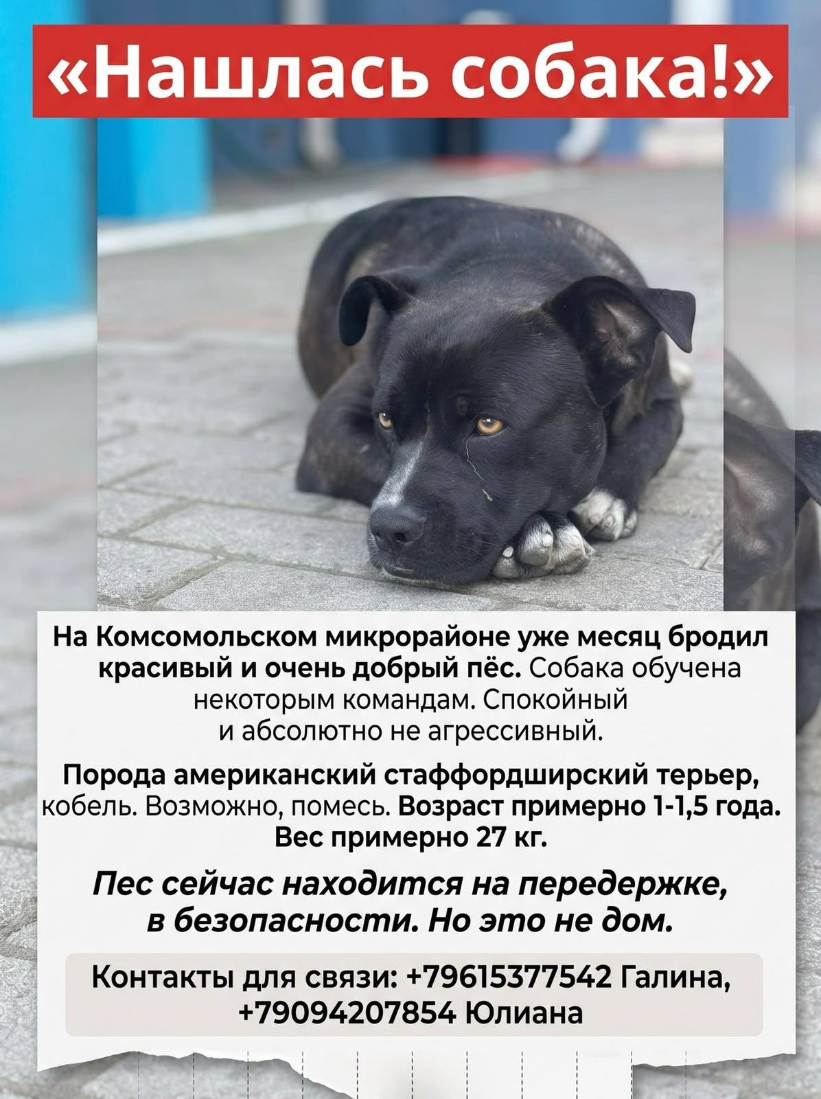 Найдена собака в Краснодаре — фото объявления