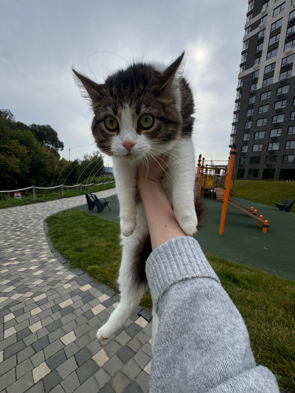 Найдена кошка в Рязани — фото объявления