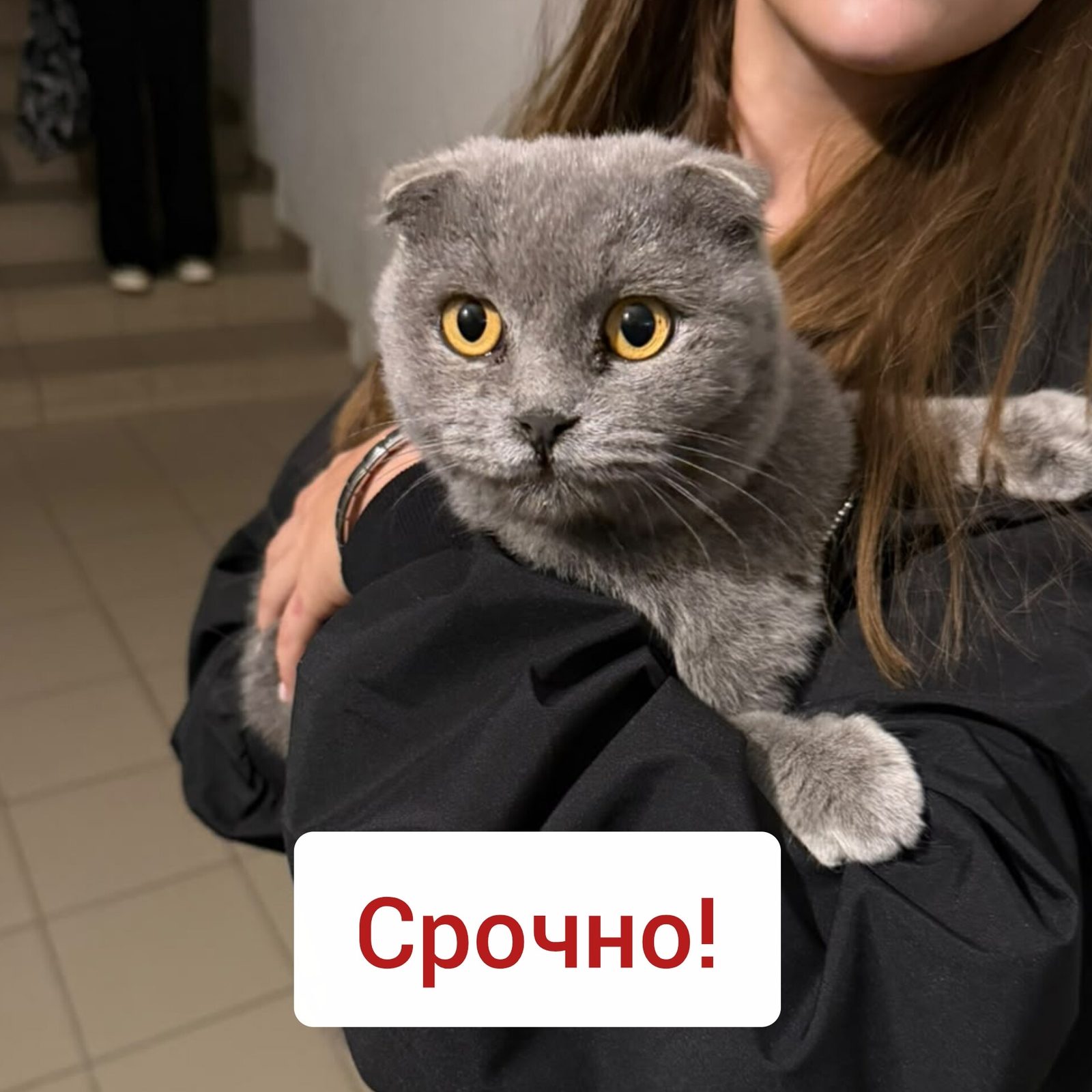 Объявление о питомце в Ставрополе — фото объявления